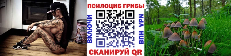 Псилоцибиновые грибы Psilocybine cubensis  Аргун 